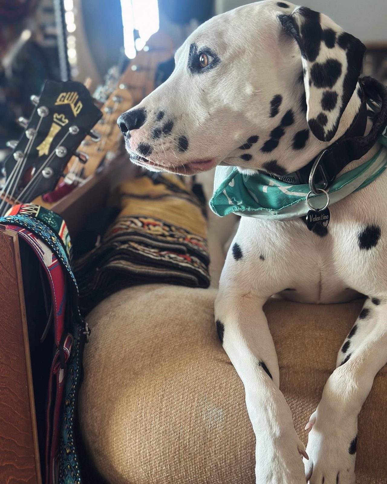 Valentino the dalmatian in a green bandana keeping watch beside the studio's guitar wall